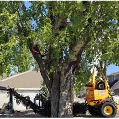 How Much Is Tree Removal per Hour