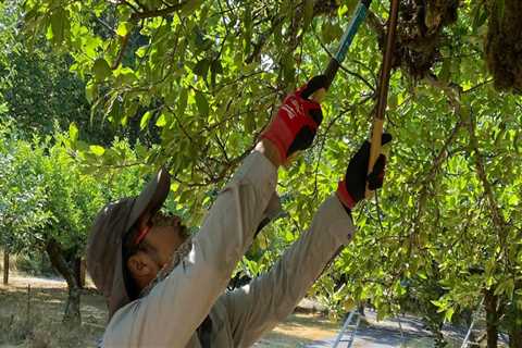 Seasonal Tree Care Services: Enhancing Tree Health With Trimming And Pruning In Portland