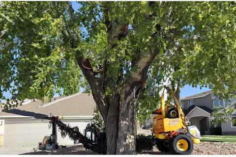 How Much Is Tree Removal per Hour