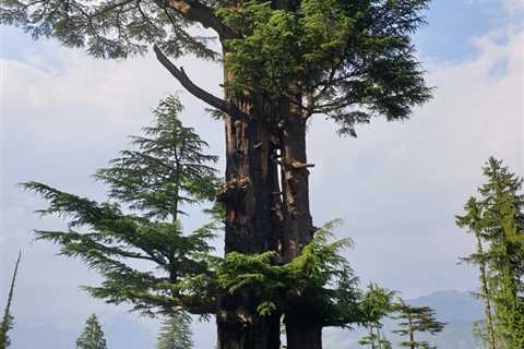 How Much Do You Get for a Large Pine Tree Removal?