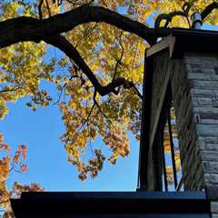 How to Trim Tree Branches for a Safe and Beautiful Roof