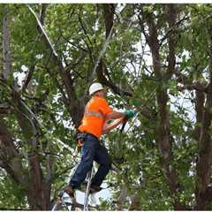 THE IMPACT OF TREES ON PUBLIC HEALTH IN AGRICULTURAL AREAS IN UTAH