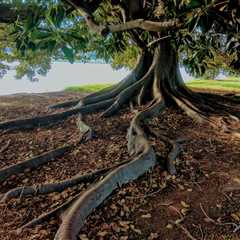 THE IMPORTANCE OF SOIL TESTING FOR TREE HEALTH