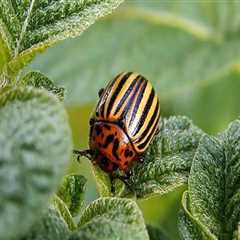 The Importance of Taking Precautions When Using Organic Pest Control Products