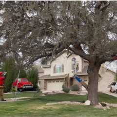 THE IMPACT OF TREES ON PROPERTY TAXES IN UTAH