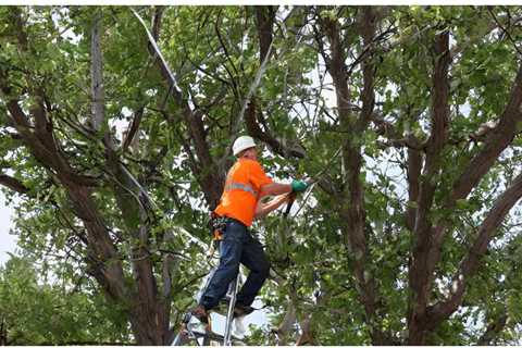 THE IMPACT OF TREES ON PUBLIC HEALTH IN AGRICULTURAL AREAS IN UTAH