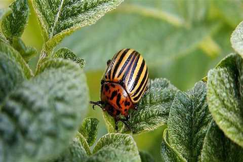 The Importance of Taking Precautions When Using Organic Pest Control Products