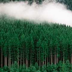 THE SCIENCE BEHIND HOW TREES ABSORB CARBON DIOXIDE