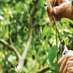 Why Professional Tree Trimming And Lawn Care Service Should Go Hand In Hand In Aurora, OR