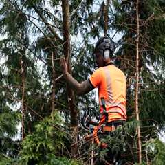 How Tree Service Companies Help Create Beautiful Landscapes Through Expert Tree Planting In..