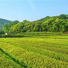 THE SCIENCE BEHIND HOW TREES IMPROVE WATER CONSERVATION