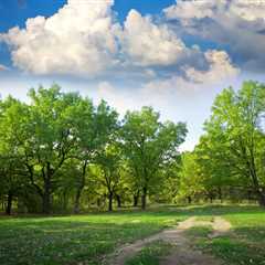 THE SCIENCE BEHIND HOW TREES IMPROVE WATER CONSERVATION | Bankruptcy Attorney Orem