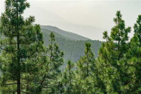 THE IMPACT OF TREES ON PROPERTY CRIME RATES IN UTAH