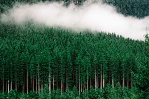 THE SCIENCE BEHIND HOW TREES ABSORB CARBON DIOXIDE