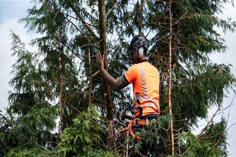 How Tree Service Companies Help Create Beautiful Landscapes Through Expert Tree Planting In..