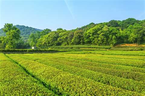 THE SCIENCE BEHIND HOW TREES IMPROVE WATER CONSERVATION