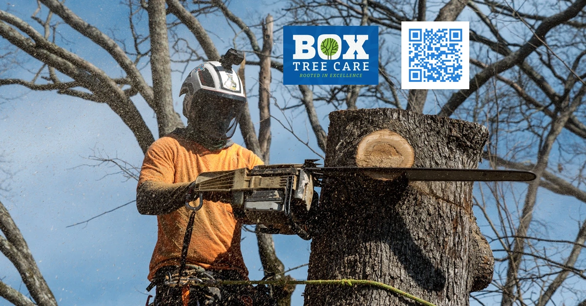 Tree Removal - Box Tree Care