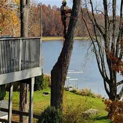 The Art Of Tree Care: Unmatched Service For Kalamazoo’s Trees