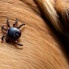 How to Safely Remove an Engorged Tick on Your Dog: A Complete Guide