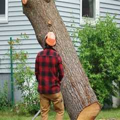 How Do Tree Services in Louisville Contribute To Successful Presale Home Renovations In Louisville, ..