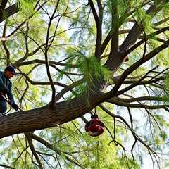 Tree Service Riverton UT 84065 Truco Services (801) 466-8044