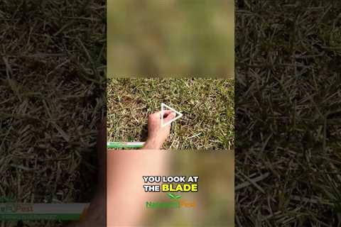 March in Florida? Lawn's Dying! Drought Stress!