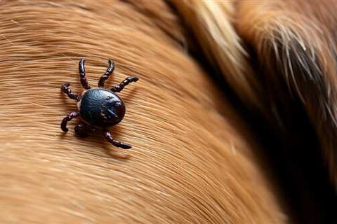 How to Safely Remove an Engorged Tick on Your Dog: A Complete Guide