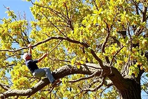 Tree Service Sandy UT 84090 Truco Services (801) 466-8044