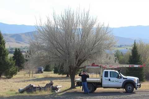 Tree Service Riverton UT 84065 Truco Services Inc