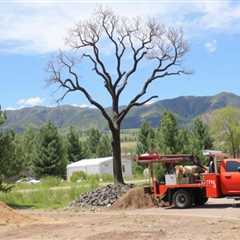 Tree Service Provo UT 84602 Truco Services (801) 466-8044