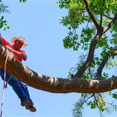 Tree Service Provo UT 84602 Truco Services Inc