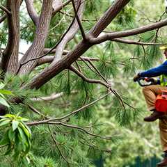 Tree Service Provo UT 84602