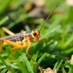 Understanding the Effects of a Cricket Insect Bite: What You Need to Know