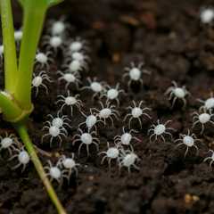 Understanding Soil Mites: The Hidden Threat of Tiny White Bugs in Your Plant Soil