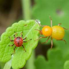 Chiggers vs Clover Mites: Understanding the Key Differences and How to Manage Them