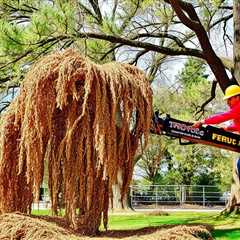 Tree Removal Provo UT 84606 Truco Services (801) 466-8044