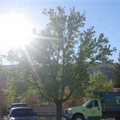 Tree Service Orem UT 84097 Truco Services (801) 466-8044