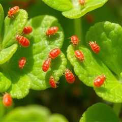 The best insecticides for clover mites.