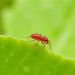 Are clover mites dangerous to pets?