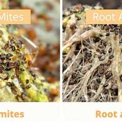 Soil Mites vs Root Aphids: Identifying the Differences for Healthy Plants