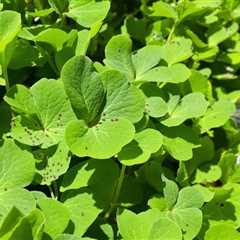 DIY remedies for clover mites in the garden.