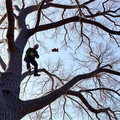 Tree Service Salt Lake City UT 84104 Truco Services (801) 466-8044