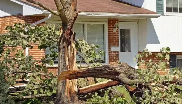 Consequences of Cutting a Tree Without a Permit in New Orleans