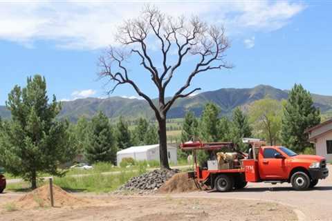 Tree Service Provo UT 84602 Truco Services (801) 466-8044