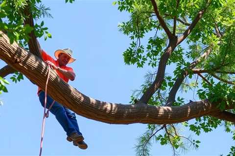 Tree Service Provo UT 84602 Truco Services Inc