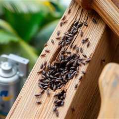 how to get rid of termites in hawaii