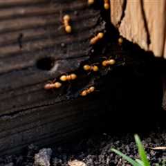 can you get rid of termites without tenting