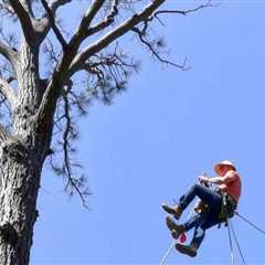 Tree Service Salt Lake City UT 84110 Truco Services Inc