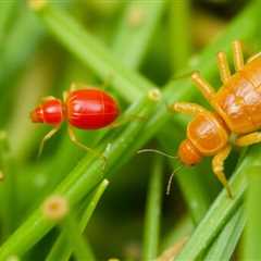 Are Clover Mites Chiggers? Understanding the Key Differences Between These Tiny Pests