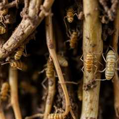 Understanding Root Aphids or Soil Mites: Identification and Management Tips